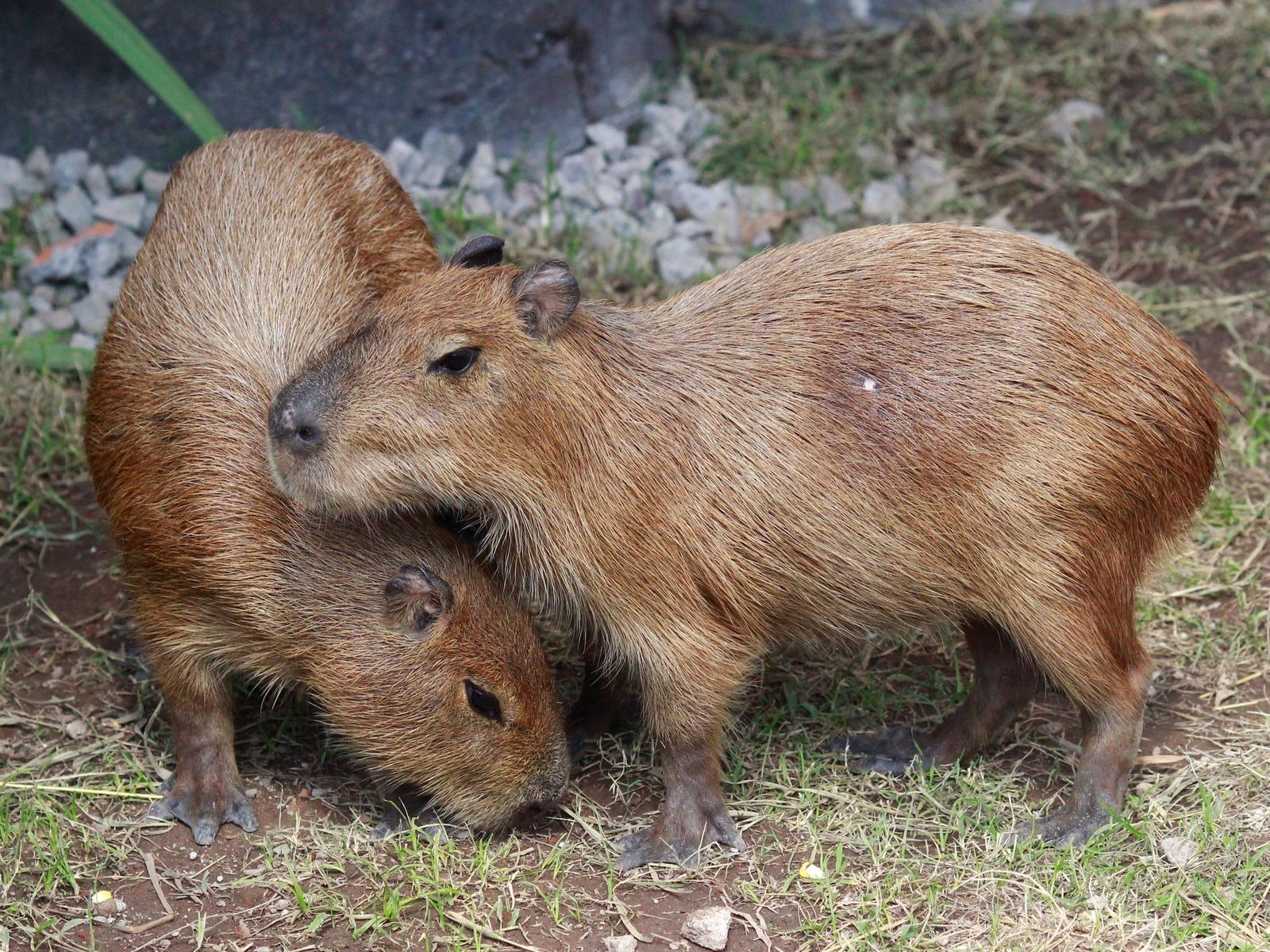 Kehadiran Capybara, Daya Tarik Baru Edukasi dan Konservasi di Jember Mini Zoo