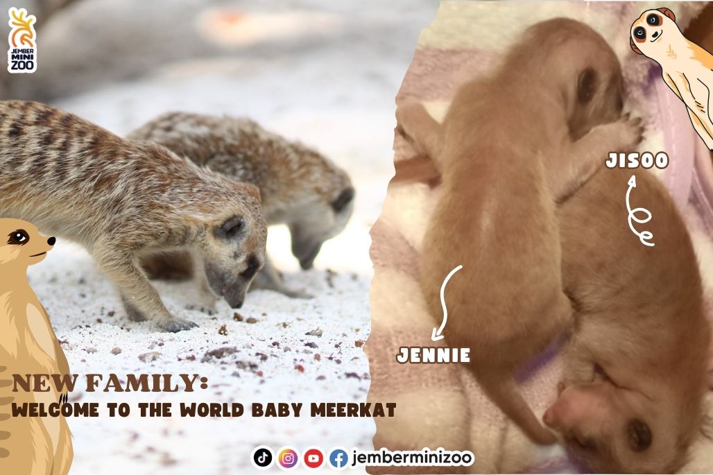 New Family : Welcome To The World Baby Meerkat