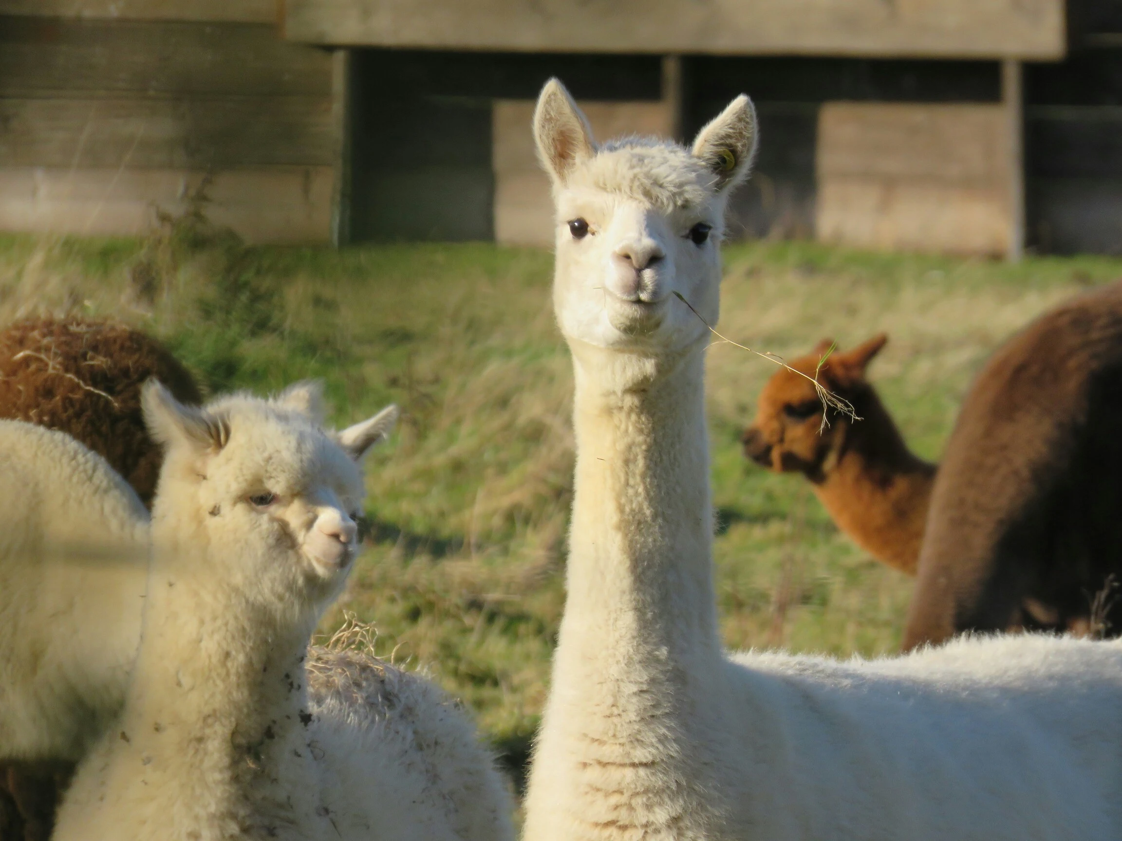 Penambahan Satwa Alpaca