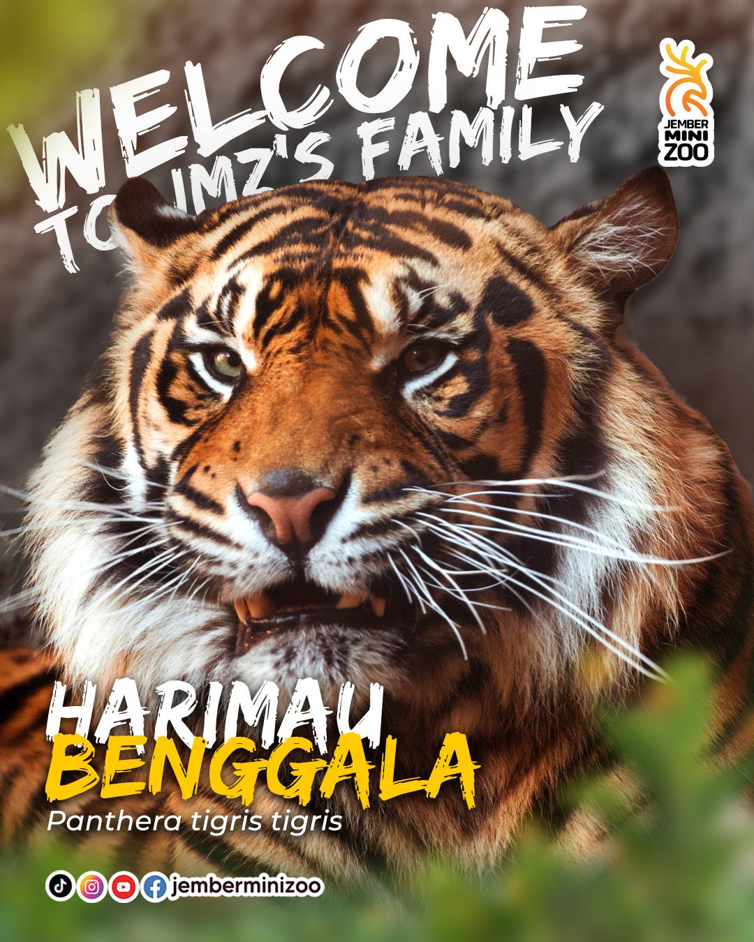 Satu-Satunya di Jember: Harimau Benggala Kebanggaan  Jember Mini Zoo