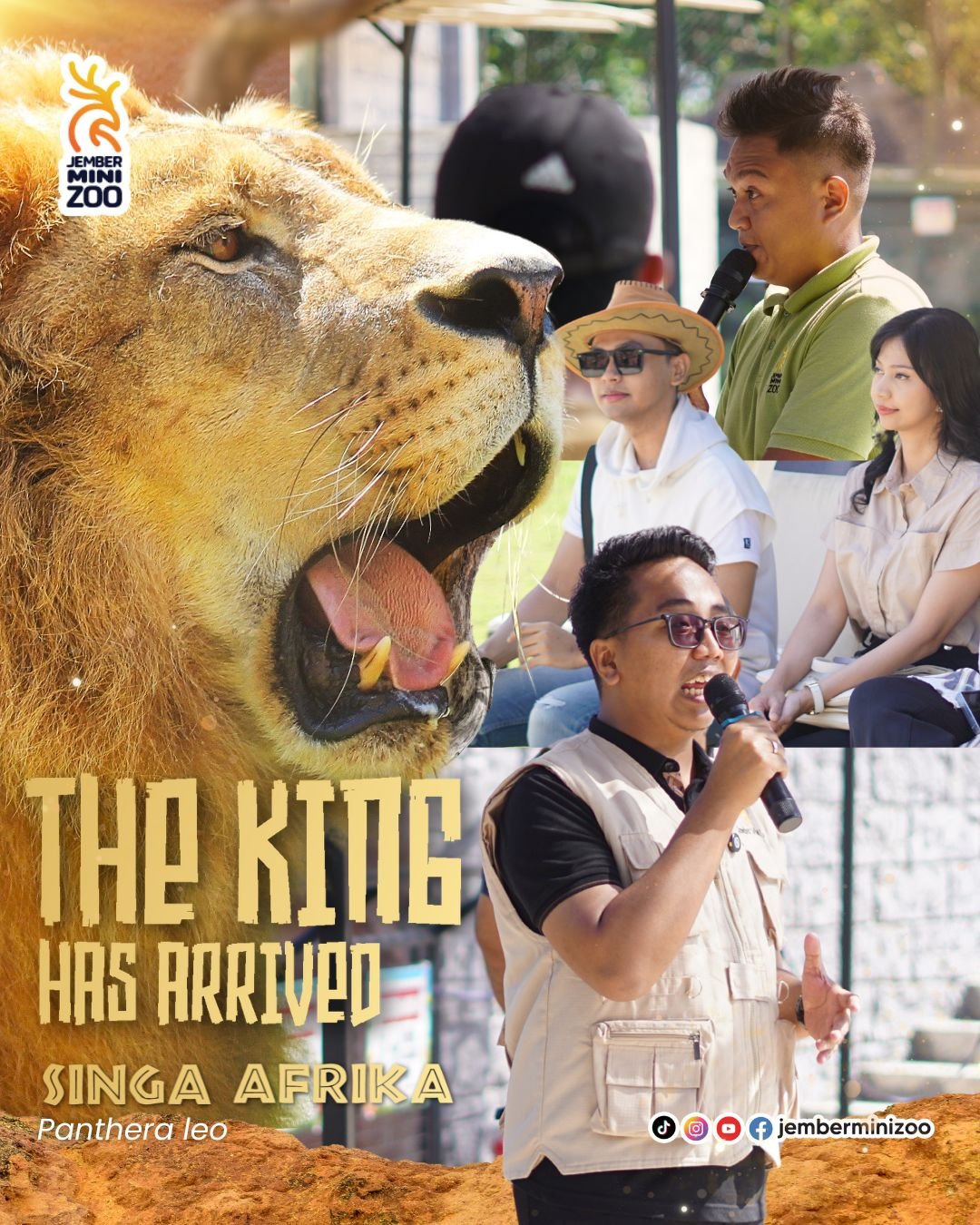 Satu-Satunya Raja Hutan di Jember Kini Resmi Jadi Keluarga Besar Jember Mini Zoo.