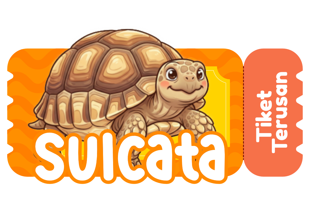 Sulcata